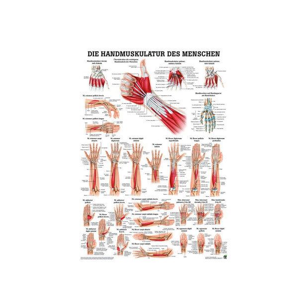 Sport-Tec Erste Hilfe Poster Anatomie Din A2 medizinische Lehrmittel Kunststoff 