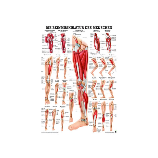 Beinmuskulatur des Menschen