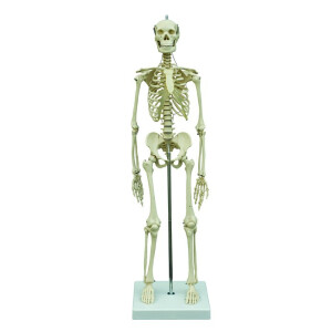 Mini-Skelett