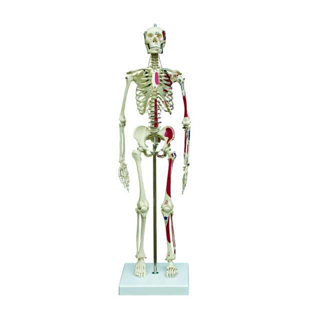 Mini-Skelett mit Muskeldarstellung