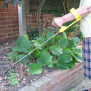 Ergonomisches Gartenwerkzeug Anwendung